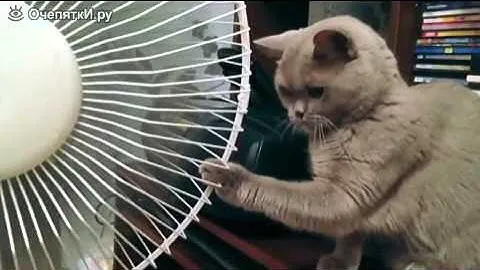 Коты и вентиляторы